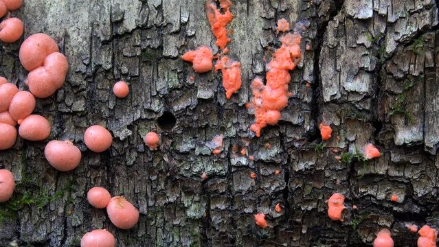 Pink fruiting bodies (aethalias) of the Lycogala epidendrum  (Groening's slime) on a fallen tree trunk. 