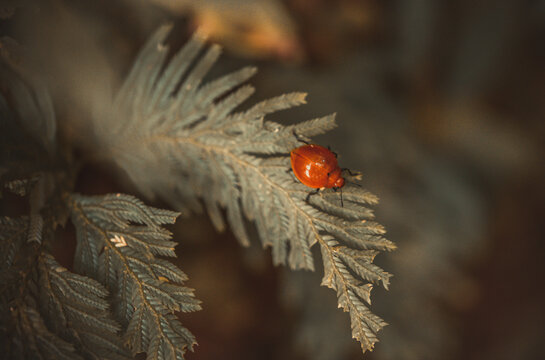 Bug - Powered by Adobe