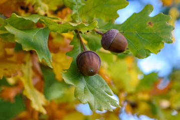 Two nuts surrounded by leaves in colors of fall.