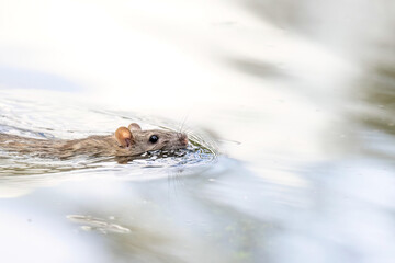 Schwimmende Ratte