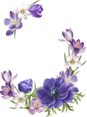 Obraz na płótnie Canvas watercolor spring flowers: anemone and violet, blue and white crocuses, botanical illustration