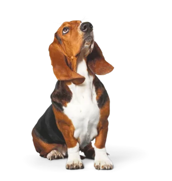Basset Hound dog on white background