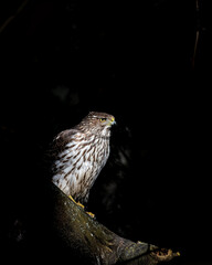 Low key juvenile Cooper's hawk in the forest