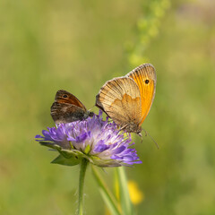 A big and a small butterfly sharing a flower