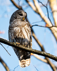 Barred owl during the day