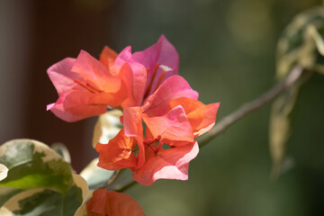 Close up Blooming Bougainvillea Flowers in Summer