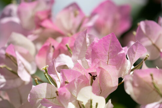 Close up Blooming Bougainvillea Flowers in Summer