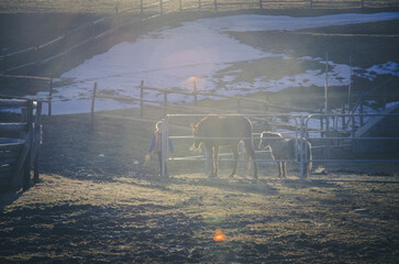 majestic horses outdoors in winter time