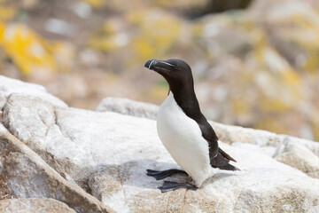Fototapeta premium The razorbill (Alca torda) in its natural environment in northern Europe.