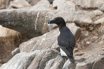 The razorbill (Alca torda) in its natural environment in northern Europe.



