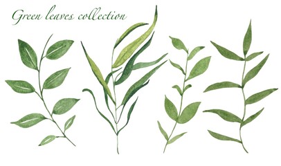 Set of green watercolor isolated leaves