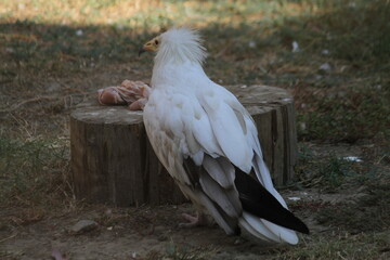 vultures