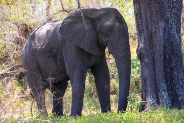 Fototapeta premium single sfrican elephant browsing for food