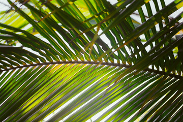 Obraz na płótnie Canvas Palm leaves
