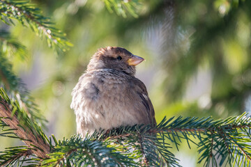 Sparrow sits on a fir branch in the sunset light.