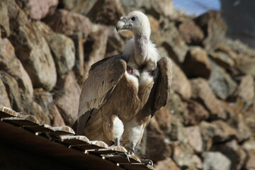  Eurasian griffon vulture