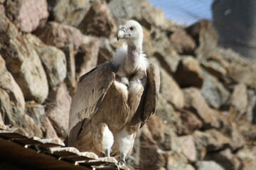 vultures