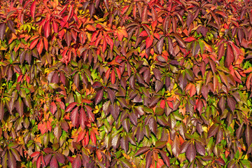 Red leaves of wild grapes on a sunny day. Parthenocissus quinquefolia. Virginia creeper. Natural autumn background