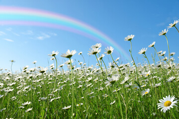 Marguerite daisies on meadow with rainbow at the background. Spring flower.
