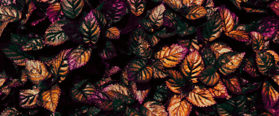 closeup of multi color leaves background, toned process