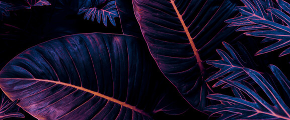 tropical leaf background, glow in the dark color toned.