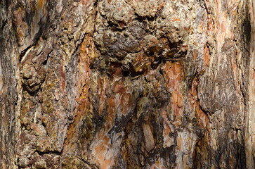 Close-up of a pine tree showing details of rough bark, Sofia, Bulgaria 