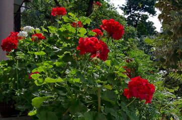 Close-up of Pelargonium or Geranium with red flower bloom, Sofia, Bulgaria  