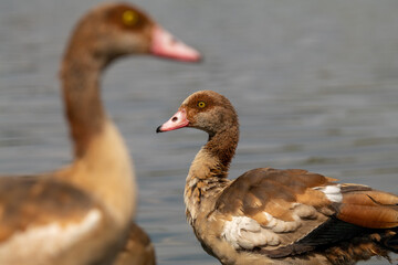 duck in the water
