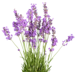 Tuinposter Lavender, Lavender Coloured, Flower. © BillionPhotos.com