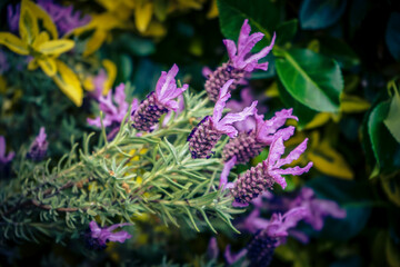 Lavendel Lavendula Augustifolia iim Alten Land bei Hamburg