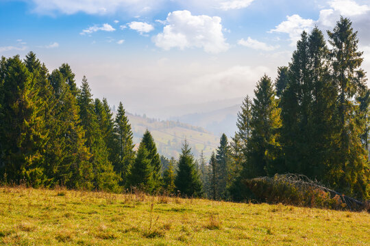 coniferous forest on the hill. rural valley in the distance. sunny afternoon with fluffy clouds on the sky. carpathian countryside landscape in evening light