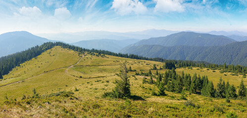 scenic chornohora ridge landscape in summer. beautiful scenery of carpathian mountains with coniferous trees and alpine meadows. travel ukraine