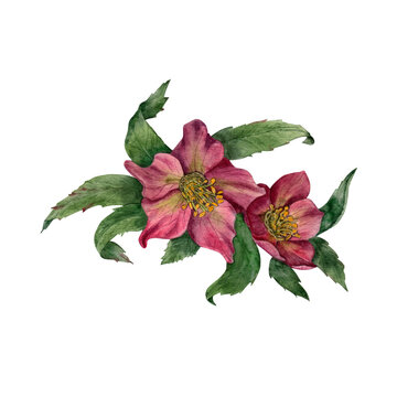 Watercolor hellebore isolated on a white background