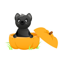 Black cute cat sits in a halloween pumpkin