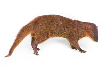 Javan Mongoose or Small asian mongoose Herpestes javanicus isolated on white background