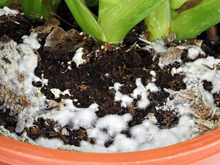 close up of white mold growing on soil in the flower pot, excessive watering and damp soil...