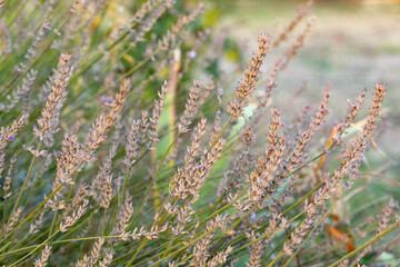 Faded lavender in the field.