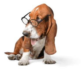 Basset Hound Using a Laptop Computer and Wearing Glasses