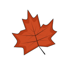 red maple leaf isolate on former background, back to school, halloween vector symbol, thanksgiving day icon, autumn plant, canada element flat design illustration