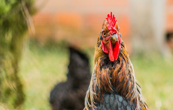 Gallo 이미지 – 찾아보기 11,909 스톡 사진, 벡터 및 비디오 | Adobe Stock