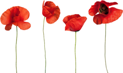 Red poppy flowers - isolated