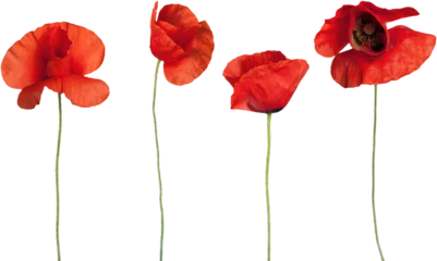 Wandcirkels plexiglas Red poppy flowers - isolated © BillionPhotos.com