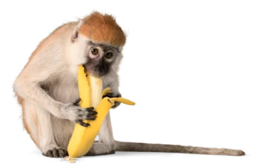 Foto op Canvas Monkey Eating Banana - Isolated © BillionPhotos.com