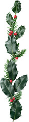 European Holly (Ilex aquifolium) leaves and fruits