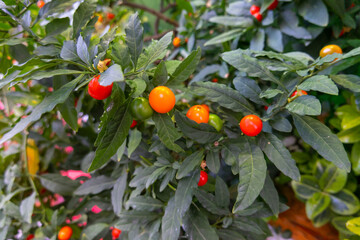 Solanum pseudocapsicum orange fruit plant