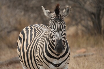 zebra in the wilderness