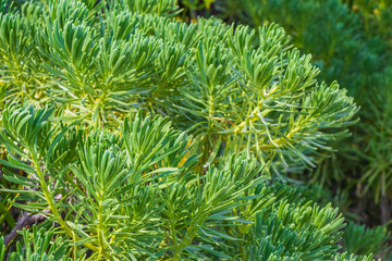 Green and yellow tropical plants flowers and trees in Mexico.