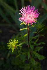 Aster blue in the garden. Small depth of field.