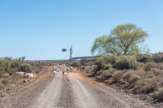 Sheep blocking the historic Postal Route between Fraserburg and Sutherland