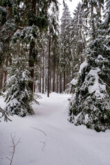 Spruce Tree Forest Covered by Snow in Winter. Picturesque view of snow-capped spruces on a frosty day. Germany.